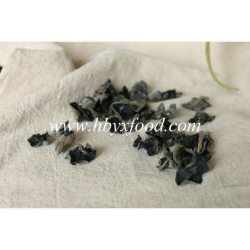 Hubei Origem Chanterelle Mushroom Black Fungus Alimentos Frescos